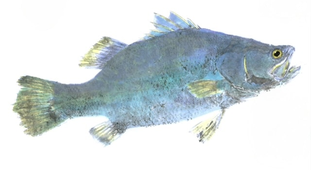 Barramundi — Gyotaku print by Bridget Sawitsky
