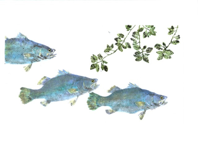 Barramundi Trio — Gyotaku school print by Bridget Sawitsky