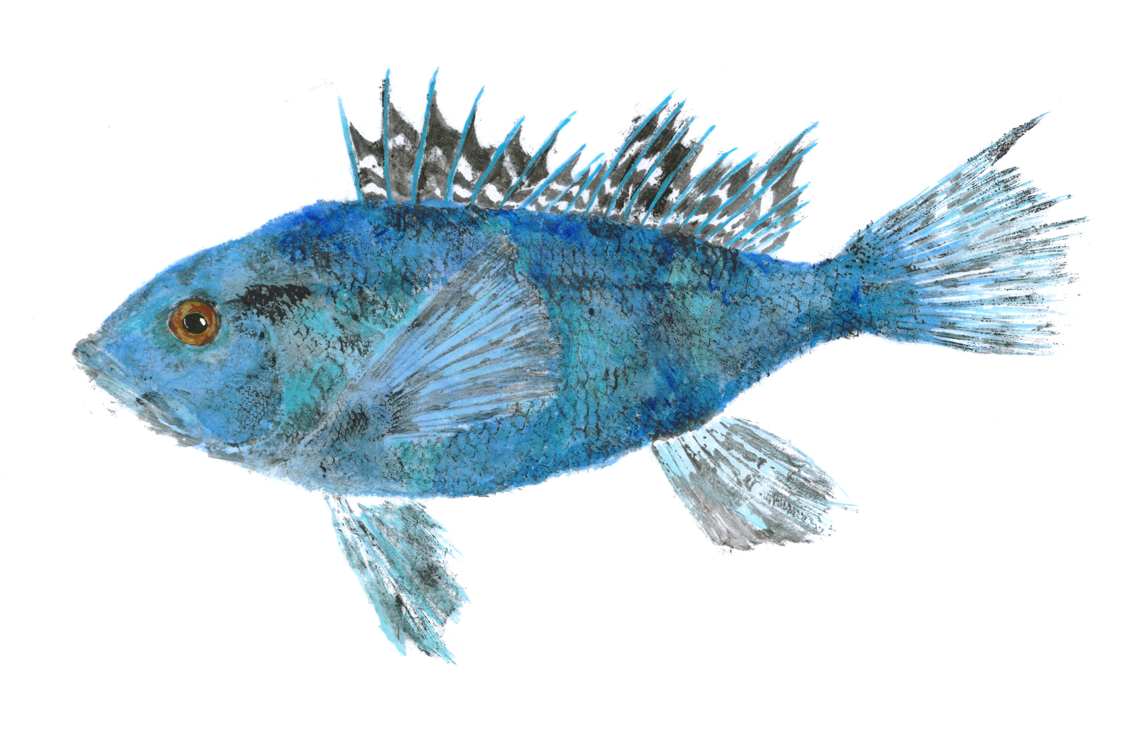 Ben's Black Sea Bass — Gyotaku print by Bridget Sawitsky