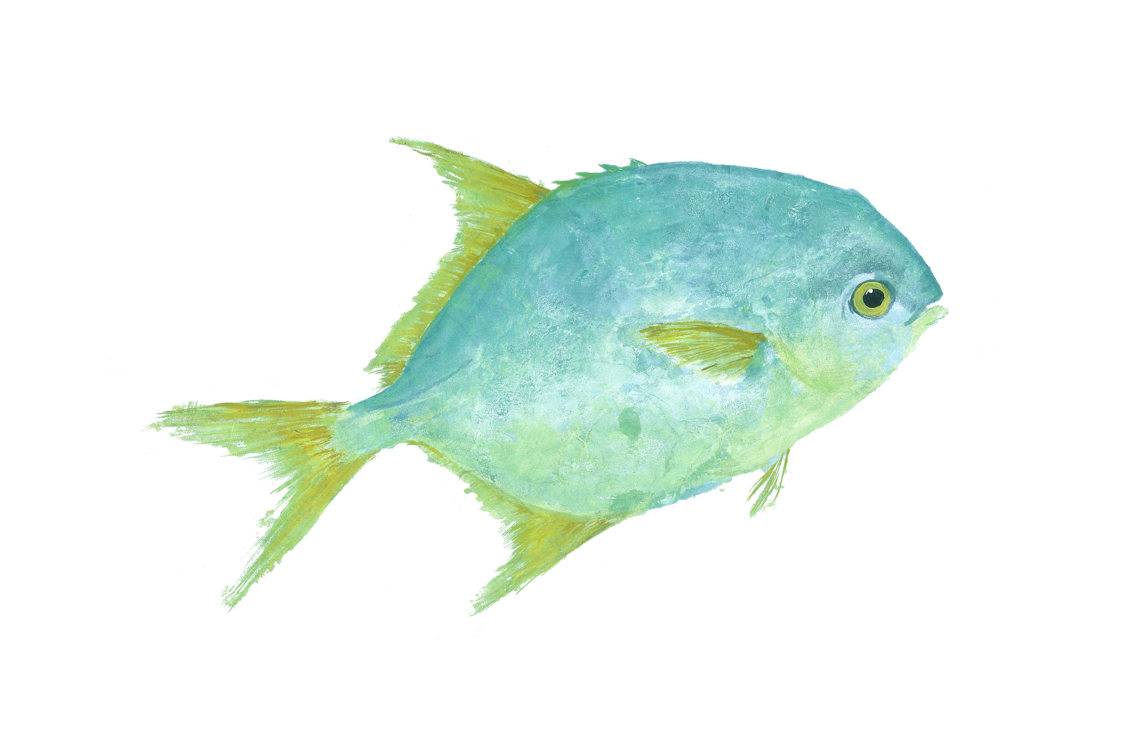 Pompano Solo — Gyotaku print by Bridget Sawitsky