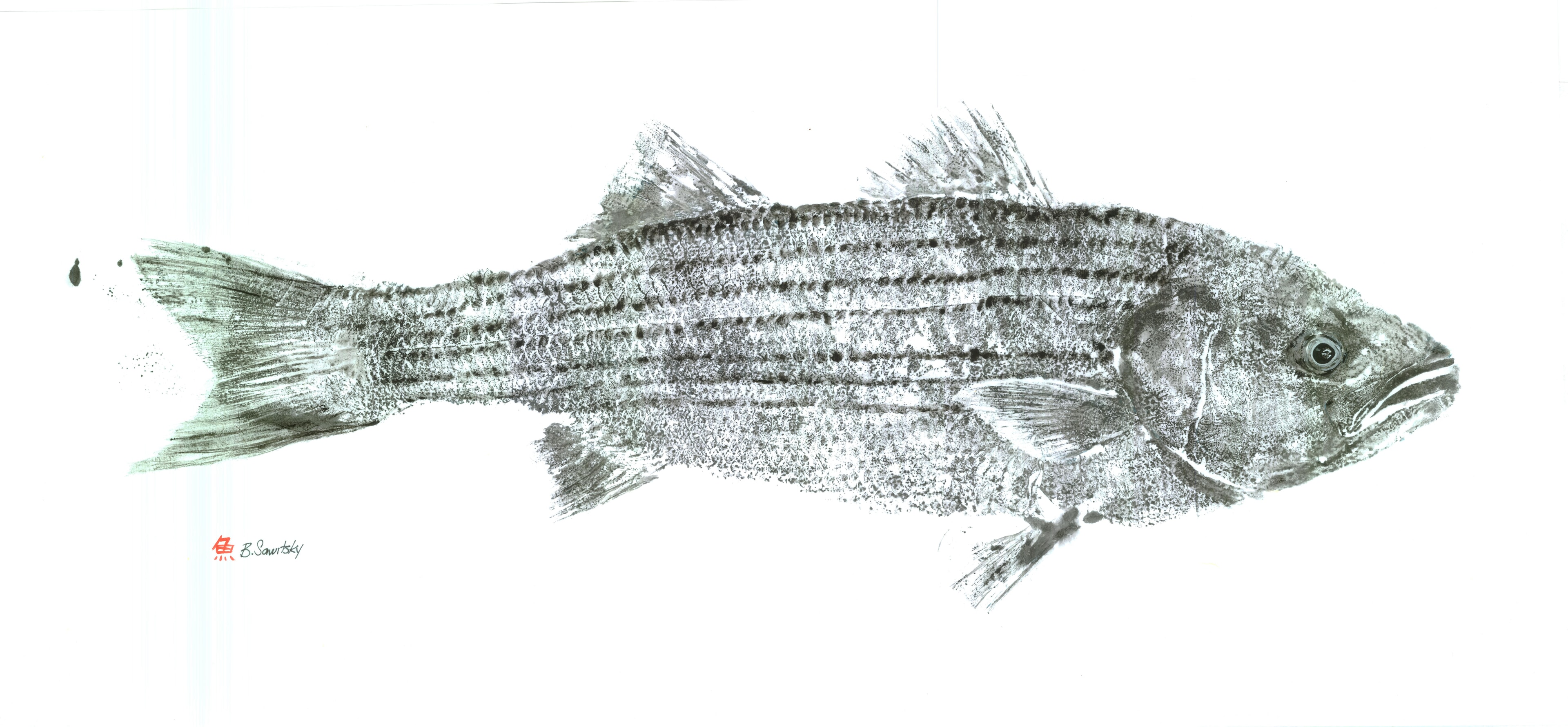 Striper (traditional gyotaku) — Gyotaku print by Bridget Sawitsky