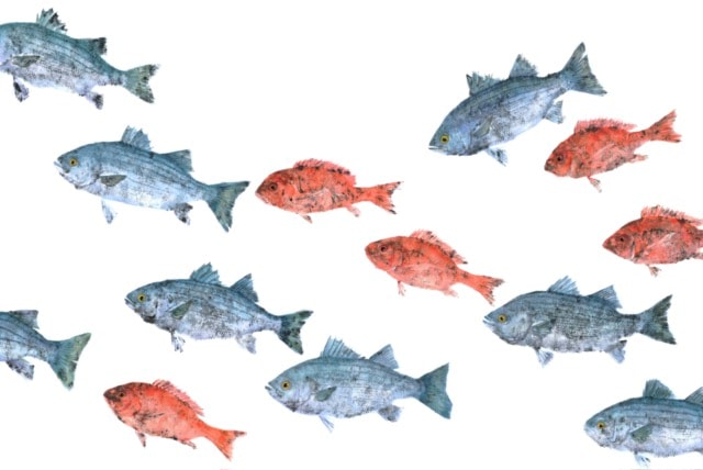 Stripers and Snappers — Gyotaku school print by Bridget Sawitsky