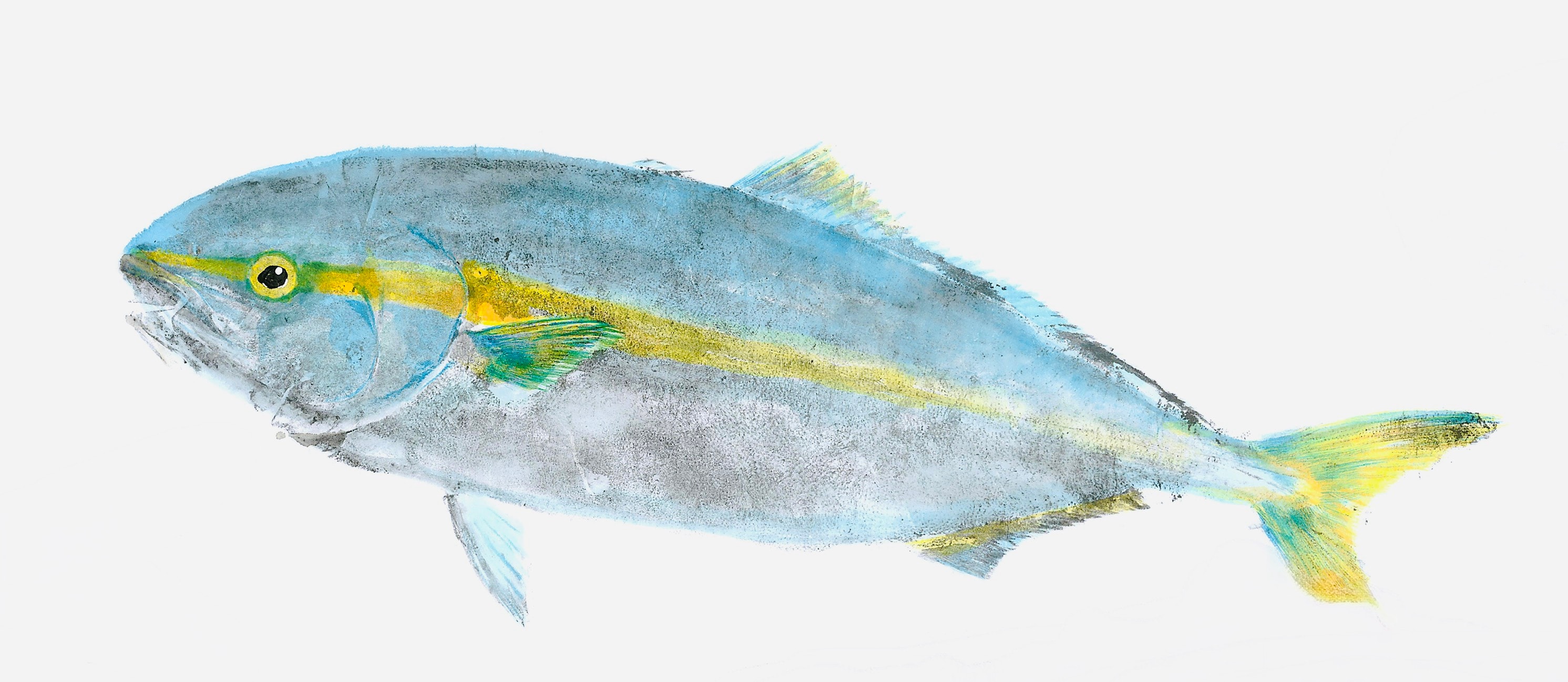 Yellow Tail — Gyotaku print by Bridget Sawitsky