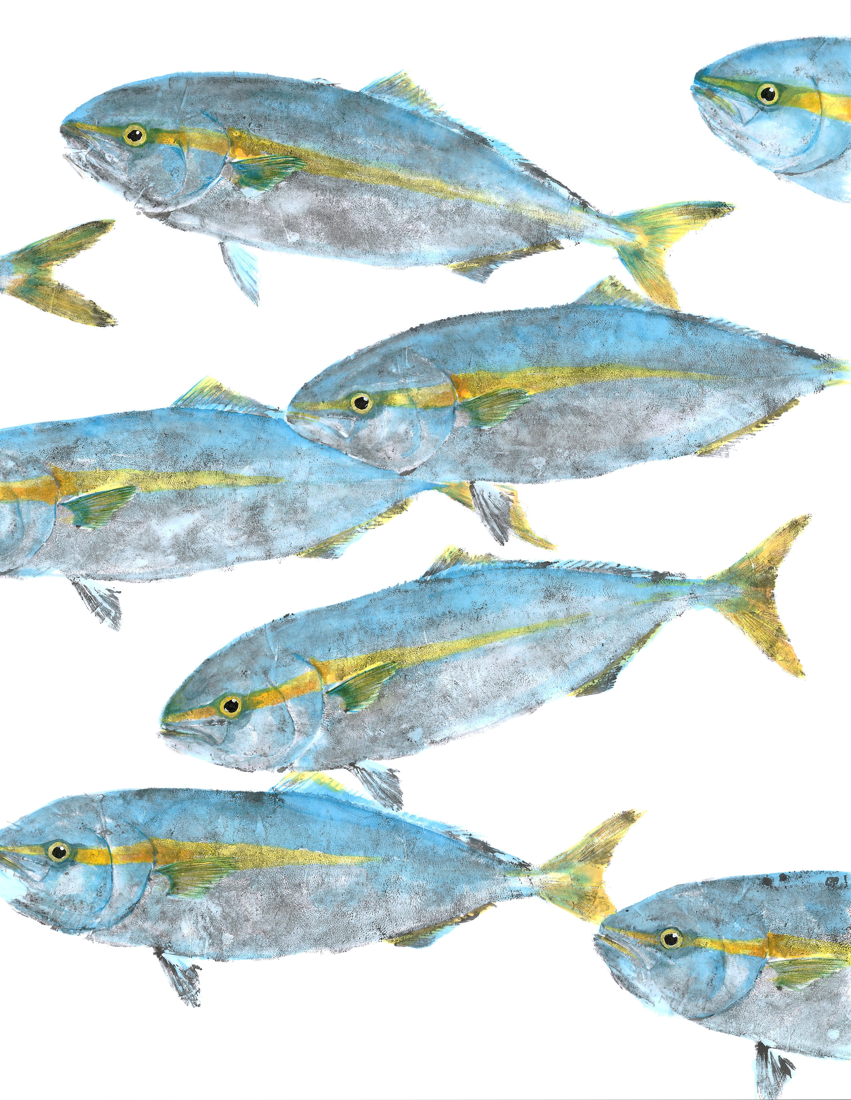 Yellowtail School — Gyotaku school print by Bridget Sawitsky