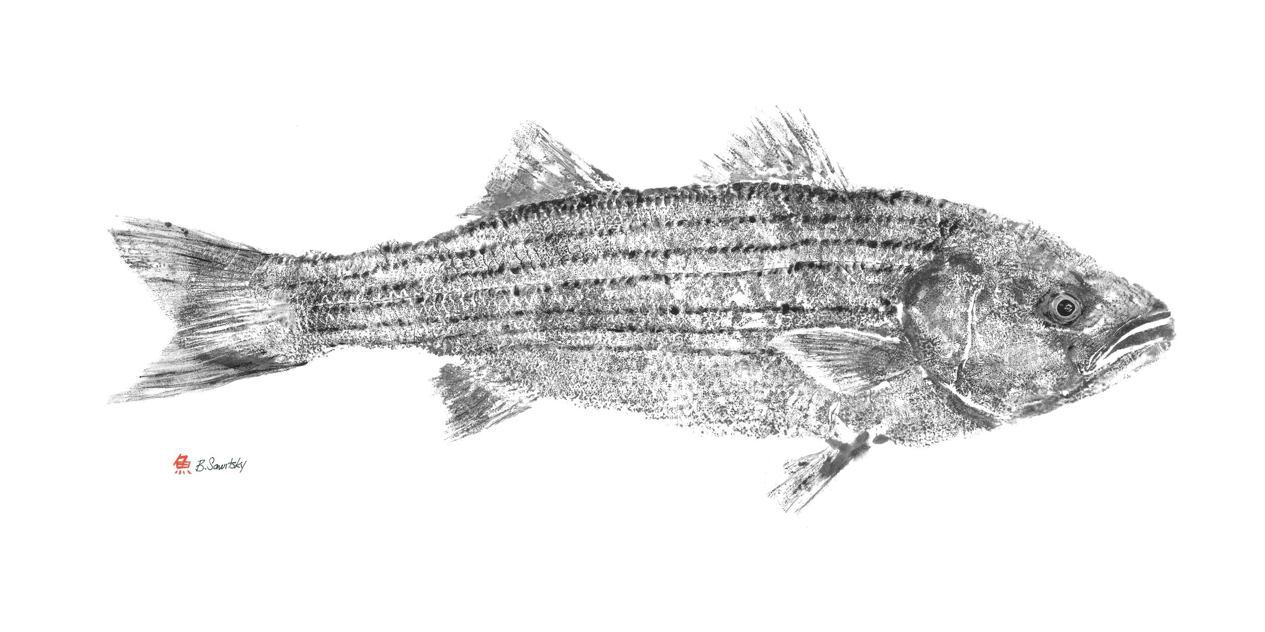 Striper (Traditional) — Gyotaku giclee print by Bridget Sawitsky